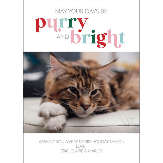 Purry and Bright Flat Holiday Photo Cards